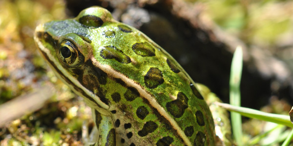 northern leopard frog 600x300